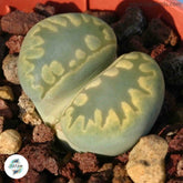 Lithops otzeniana C128A ‘Aquamarine’ / Living stones / 40 seeds